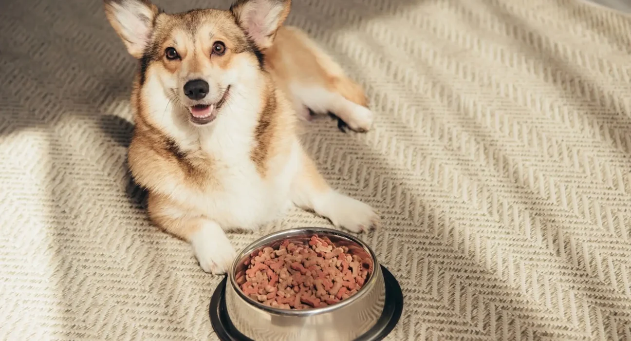 Dog Food