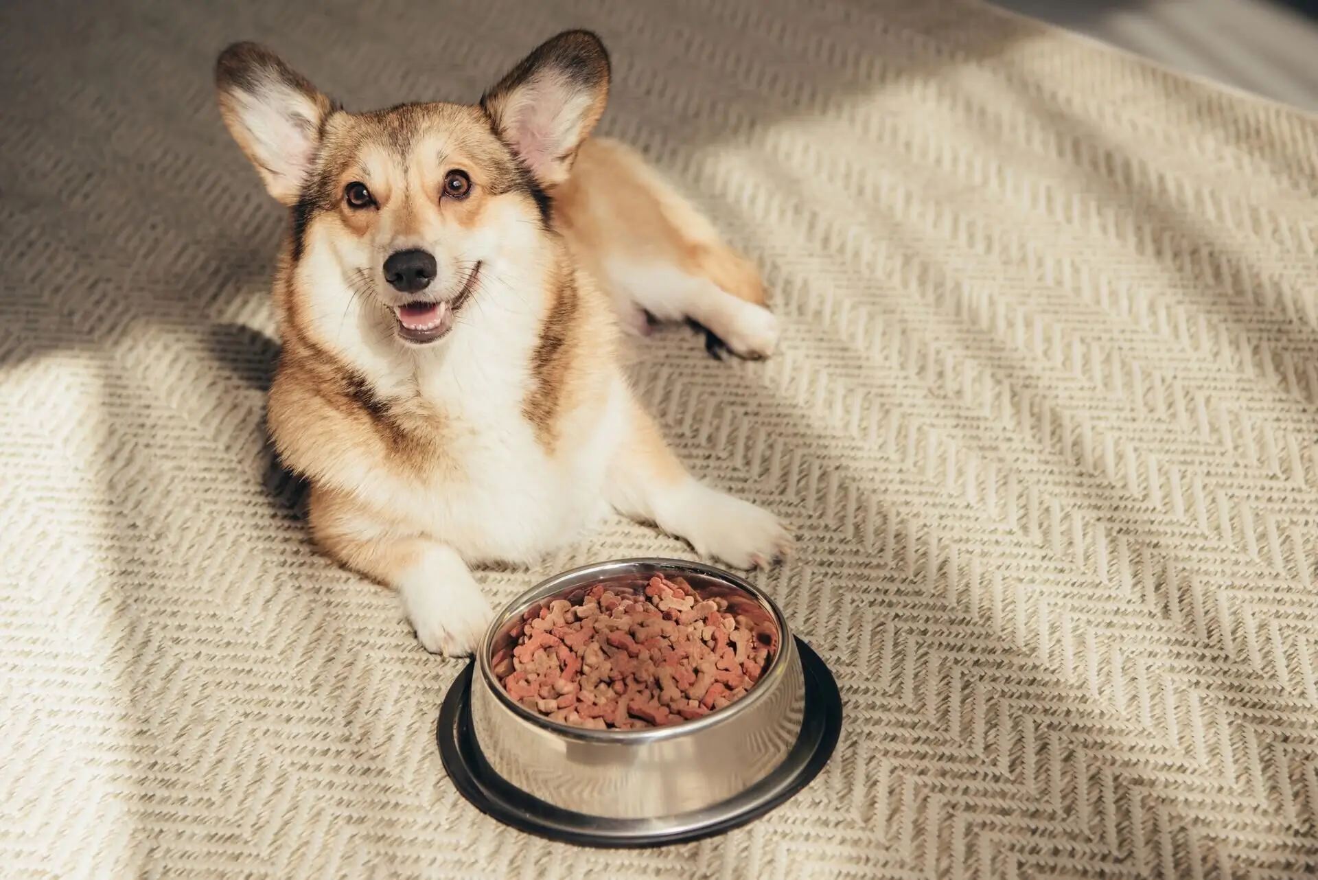 Dog Food